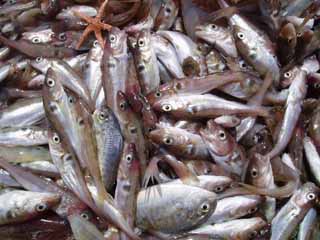 Survey catch of haddock.: Photograph courtesy of NOAA